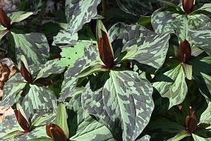 2025-04246548 Acton Arboretum, MA